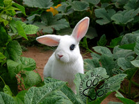 Small Animals