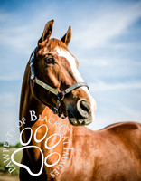 Equine
